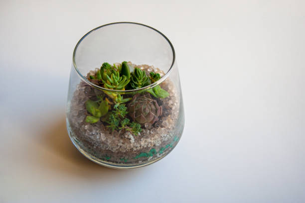 istock Small succulents terrarium in glass planter 1439817378