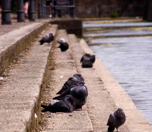 istock Resting pigeons at the stairs next to the canals 1439818209