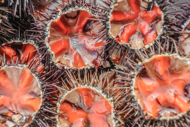 Sea Urchins in a Fish Market, Monopoli, Italy Sea Urchins in a Fish Market, Monopoli, Italy monopoli puglia stock pictures, royalty-free photos & images