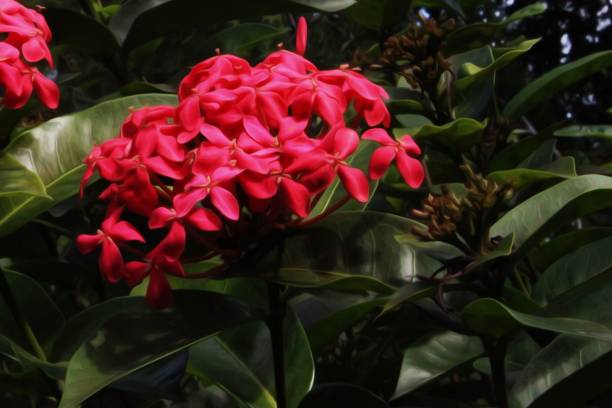 istock Flower's red petals 3 1439819775