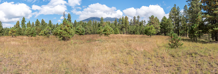 The San Francisco Peaks are the remnants of an ancient volcano that erupted millions of years ago, shattering a large mountain and leaving a large crater and surrounding peaks. The tallest of these is Humphreys at 12,637 feet and Agassiz at 12,356 feet.  This picture of the peaks was taken from the Fort Valley Trails in the Coconino National Forest near Flagstaff, Arizona, USA.