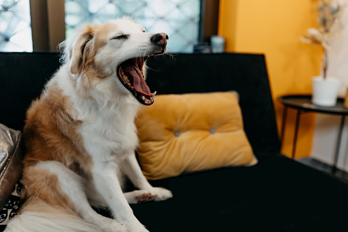 Adorable cut dog finally finished all beauty treatments, sitting on a sofa and yawning