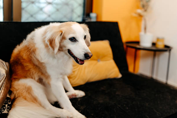 istock I was a good boy today, wasn't I? 1439821402
