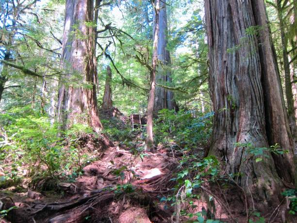 Avatar Grove Trail stock photo