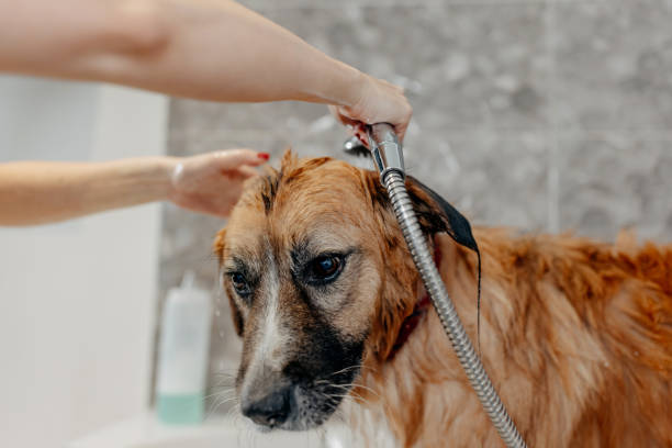 istock Patient and calm big dog 1439821473