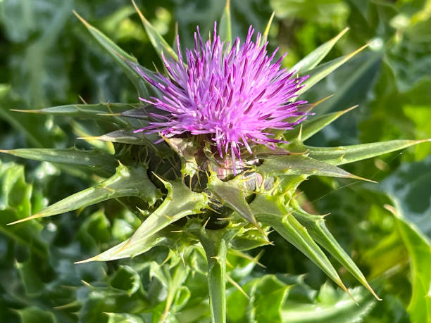 istock Mariendistel, Silybum marianum 1439821557