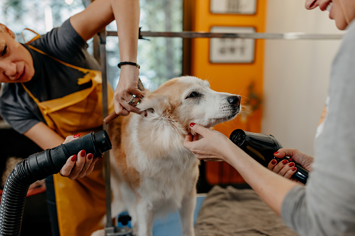 Cute mixed-breed dog enjoying in beauty treatment in professional pet grooming salon, two ladies blow drying and brushing his fur