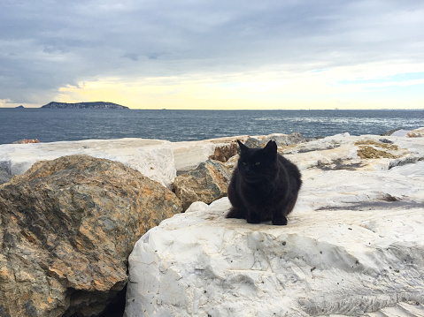 A black cat standing on the stones on the coastline