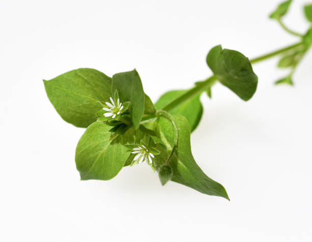 Chickweed, Stellaria, media Chickweed, Stellaria, media, is a medicinal plant that grows on meadows and in the field with white flowers. stellaria media stock pictures, royalty-free photos & images