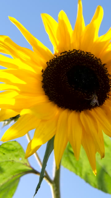 Bee landing on the sunflower.