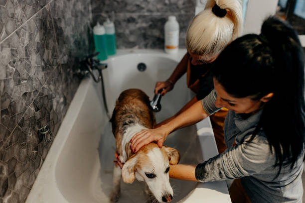 istock Madam, I like to be dirty 1439823202