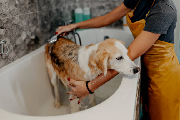 istock Professional worker in grooming salon bathing a dog 1439823302