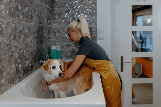 istock Dog taking a bubble bath in grooming salon 1439823354