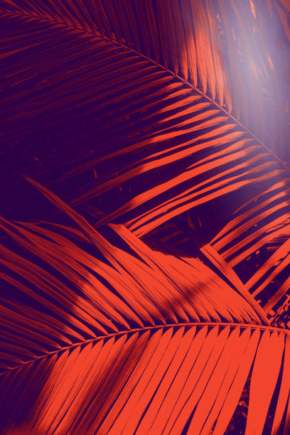 istock Red palm leaves with sun glare. Creative space for your products. 1439824528
