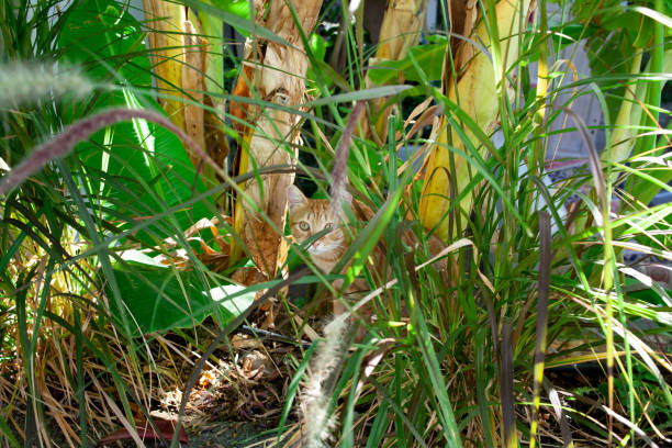 istock Ginger cat is sitting in green grass and looking at camera. Stray red cat hiding at grass. Homeless animal. Selective focus. 1439824562
