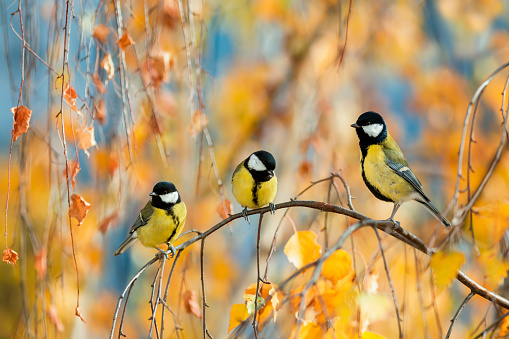 three chickadee birds are sitting on branches with golden leaves in the autumn sunny park