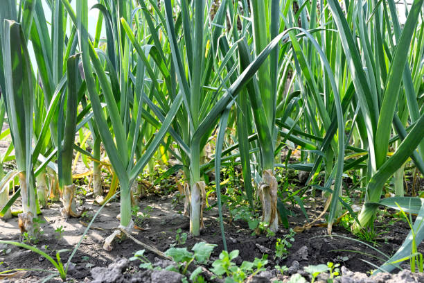 istock spring onions in the field 1439826615