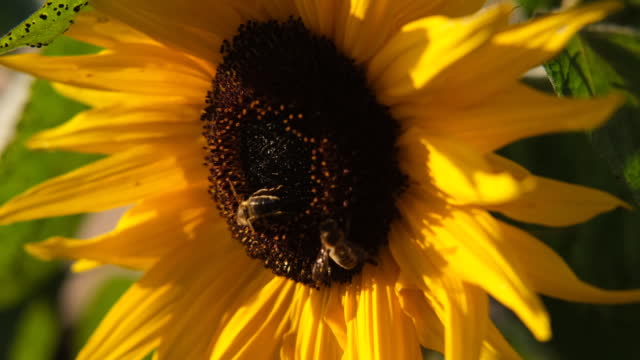 Two bees  landing on a sunflower.