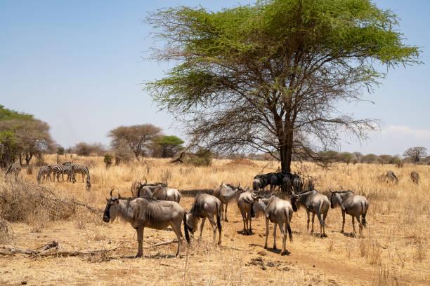 istock Gnus and Zebras in Tanzania 1439828084