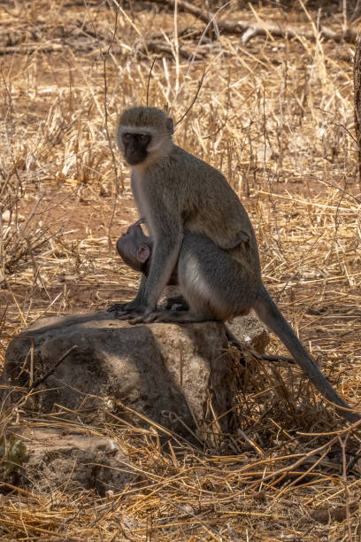 istock A Vervet Monkey Breastfeeding 1439828118