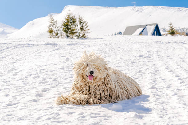 ungarischer weißer reinrassiger puli-hund, schäferhund mit dreadlock im freien liegt im winter auf schnee in den karpaten, ukraine, europa - dragobrat stock-fotos und bilder