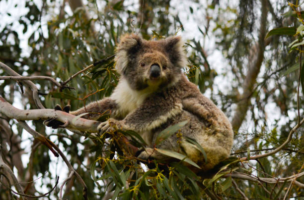 istock Koala bear in the Australian wilderness 1439830666