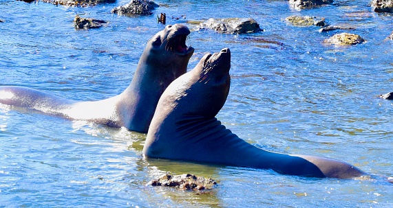 Large aquatic mammal along the Central California coast