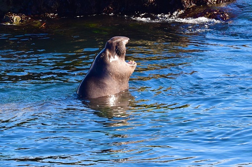 Large aquatic mammal along the Central California coast