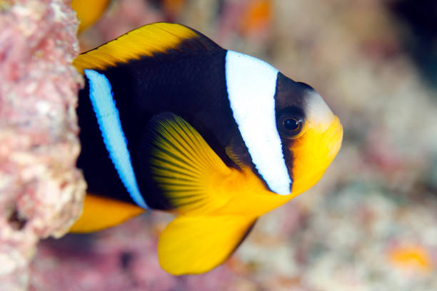 Allard's Clownfish stock photo