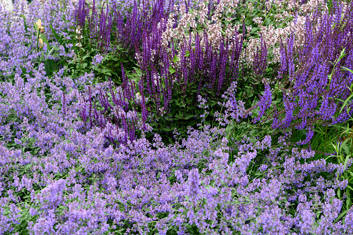Decorative floral violet background from a blooming Nepeta cataria catnip, catswort, catmint.