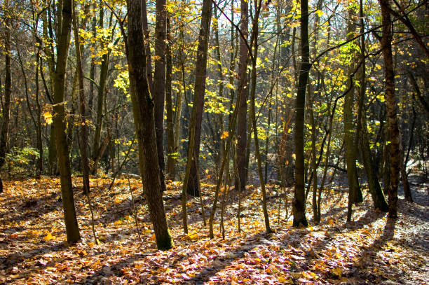 istock View of trees and shadows in forest during autumn. 1439832963