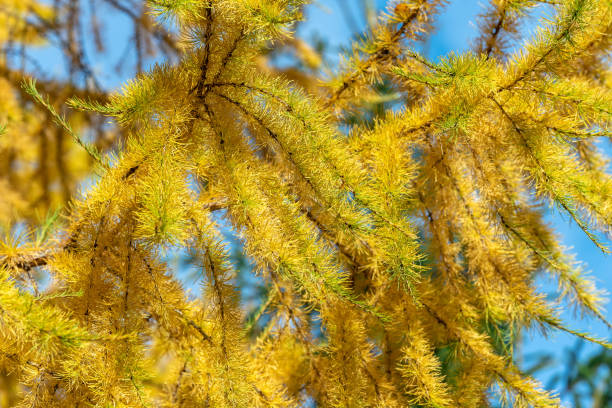 agujas amarillas en el alerce en otoño. - european larch fotografías e imágenes de stock