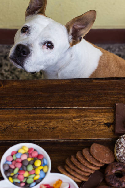 istock Dog asking owner for sweets 1439835484