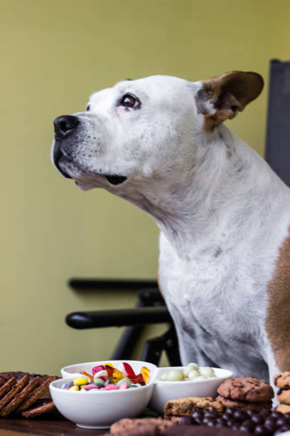 istock Dog asking owner for sweets 1439835605