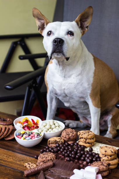 istock Dog asking owner for sweets 1439835658