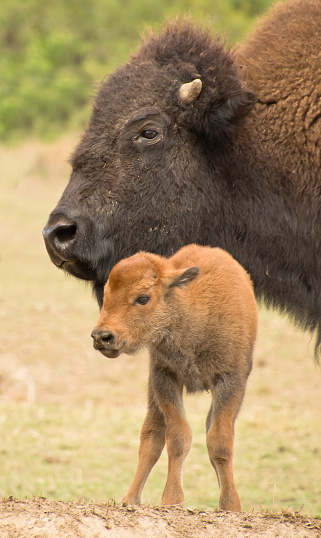 a big bison mother with her newborn calf