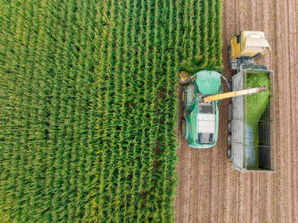 istock Aerial view of silage corn harvest 1439836635