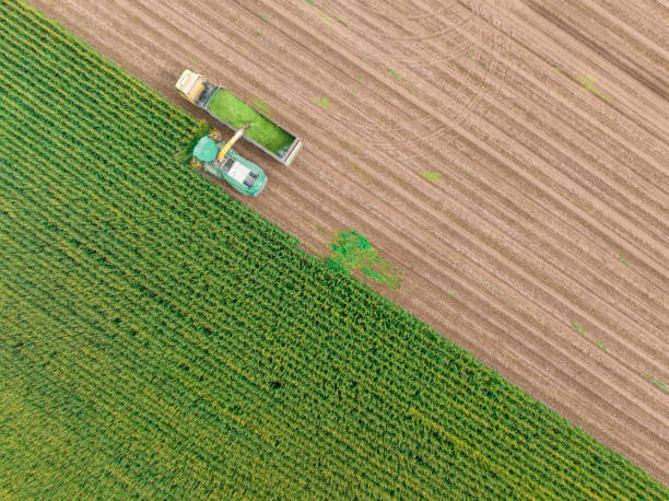 istock Aerial view of silage corn harvest 1439836685