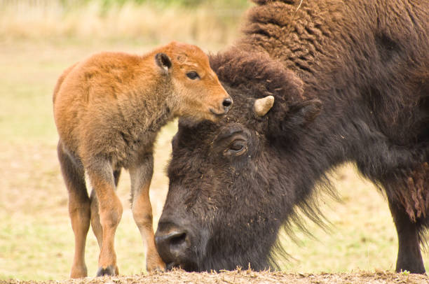 a big bison mother with her newborn calf