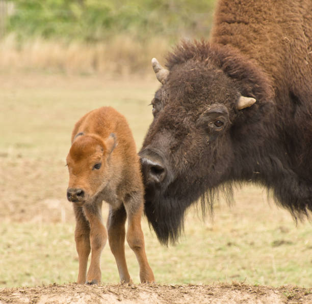 istock a big bison mother with her newborn calf 1439836725