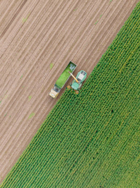 istock Aerial view of silage corn harvest 1439836783