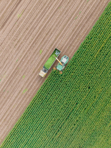 Aerial view of silage corn harvest. Taken via drone. Konya, Türkiye