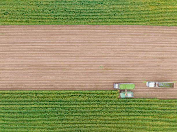 istock Aerial view of silage corn harvest 1439836819