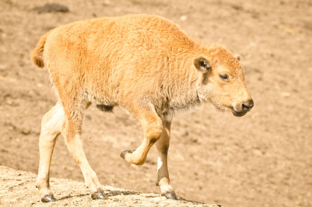 a big bison mother with her newborn calf