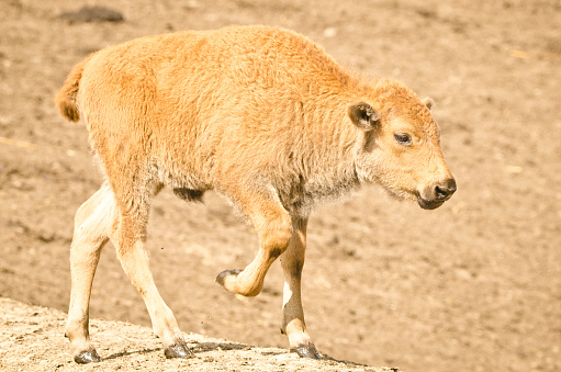 a big bison mother with her newborn calf