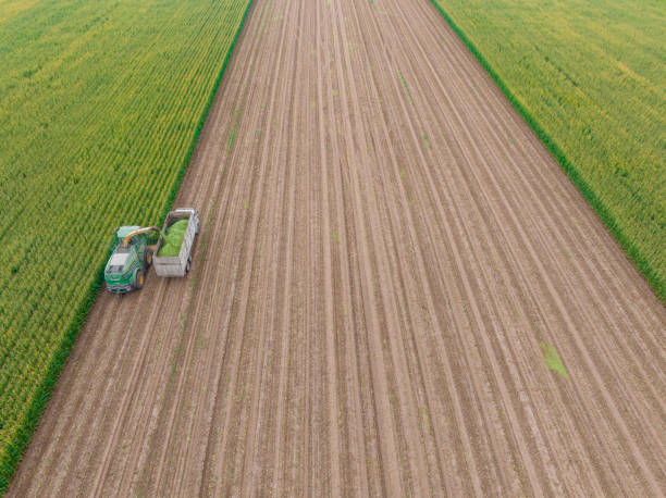 istock Aerial view of silage corn harvest 1439836859