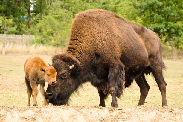 a big bison mother with her newborn calf stock photo