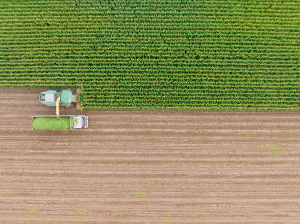 istock Aerial view of silage corn harvest 1439836953