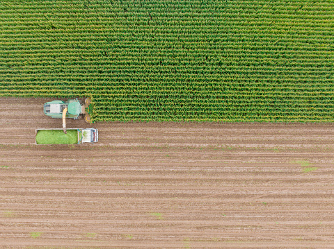 Aerial view of silage corn harvest. Taken via drone. Konya, Türkiye