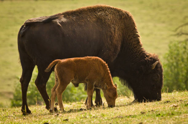 a big bison mother with her newborn calf stock photo